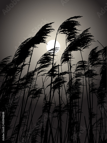 Moon in the rushes