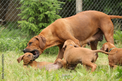 Rhodesian ridgeback