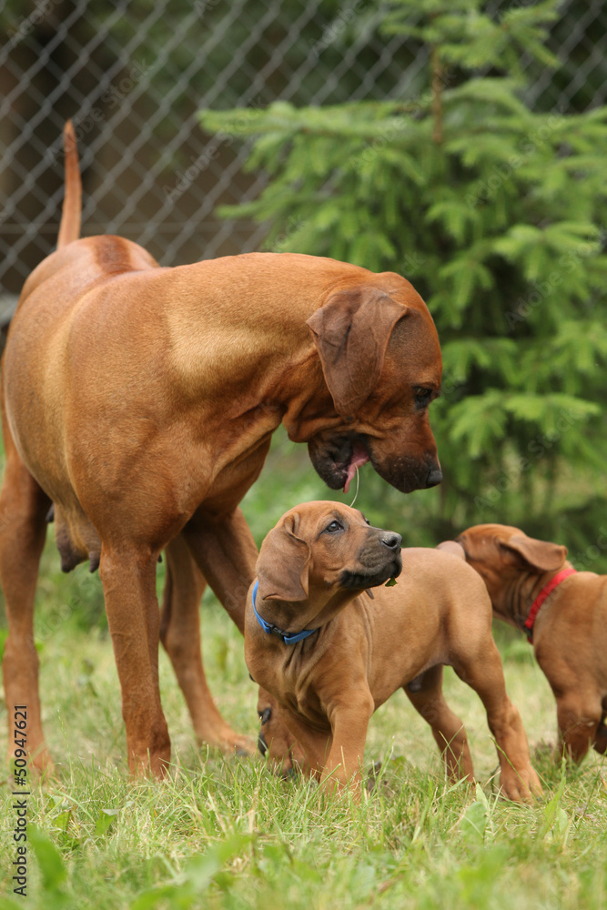 Rhodesian ridgeback bitch