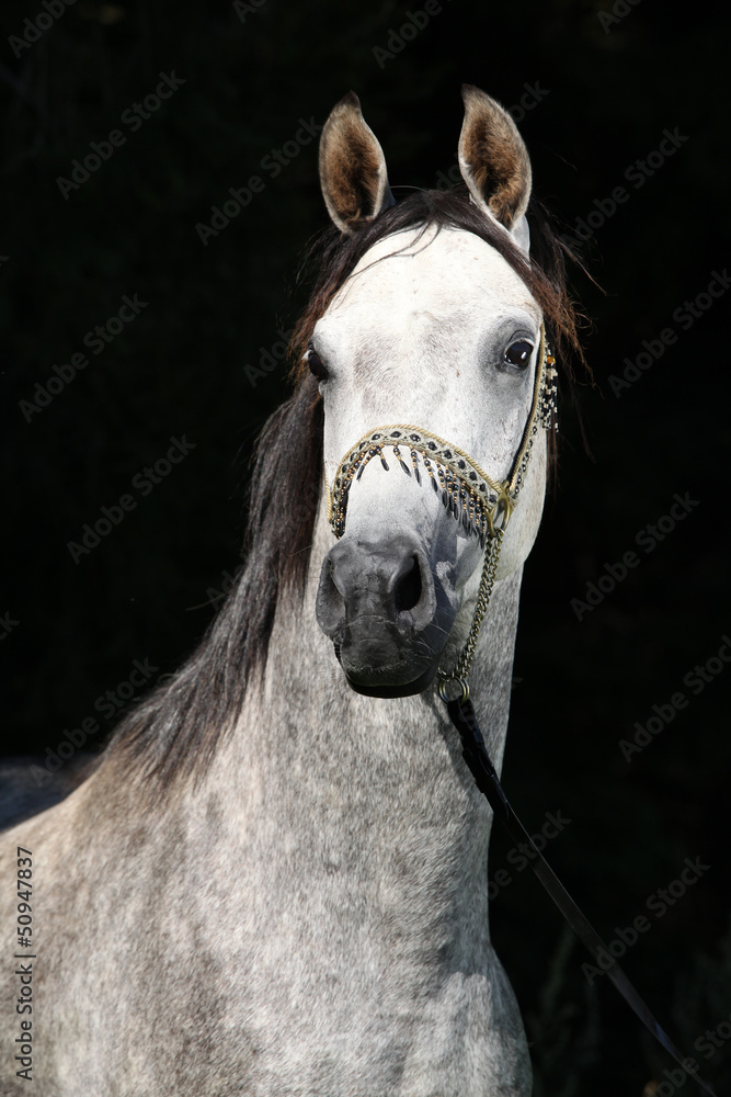 Fototapeta premium Nice arabian stallion with show halter