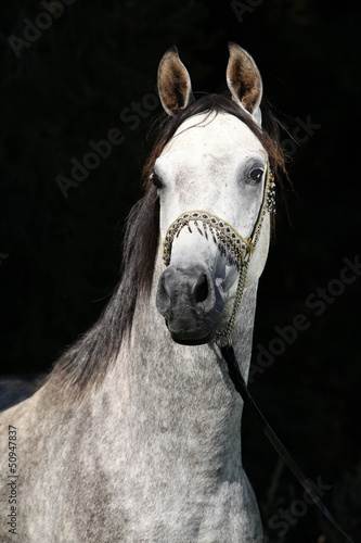 Nice arabian stallion with show halter