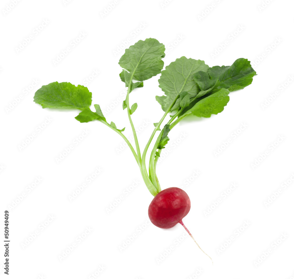 Obraz na plátně Rettich