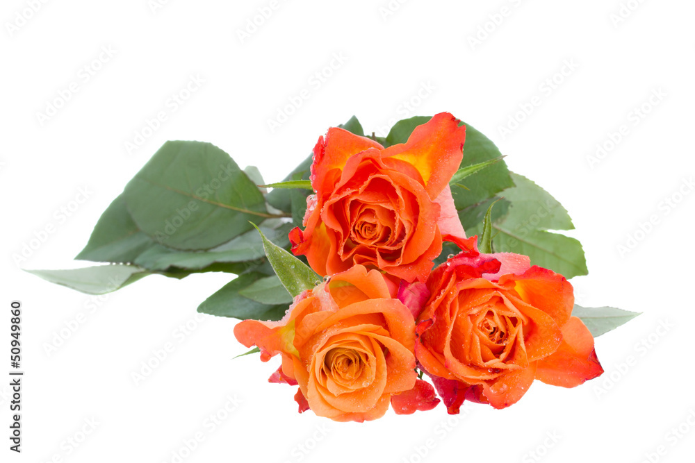 Fototapeta premium three orange roses