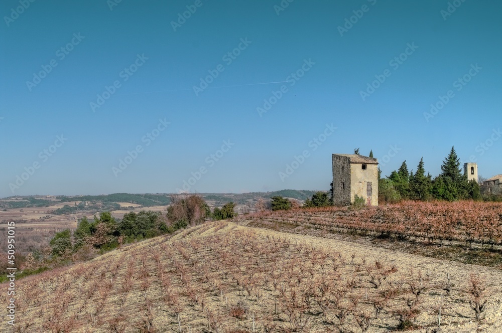 campagne provençale - buisson