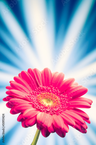 gerbera flower on shiny rays background