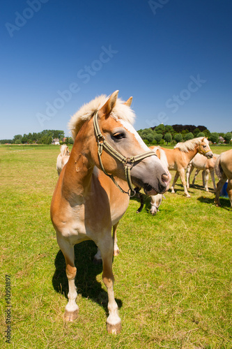 Young horses in Dutch landscape