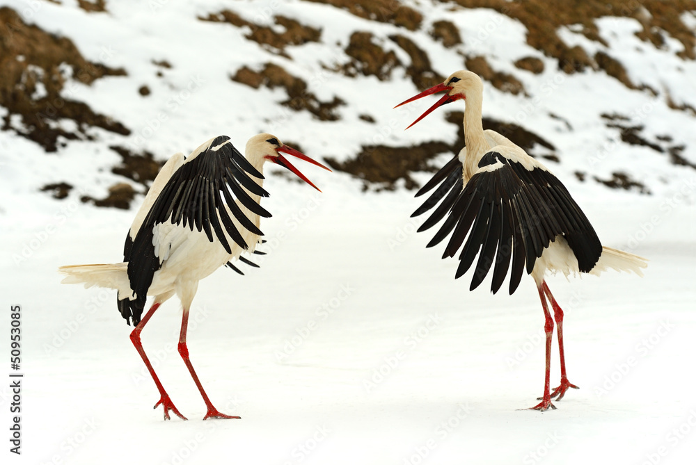 Fototapeta premium Storks