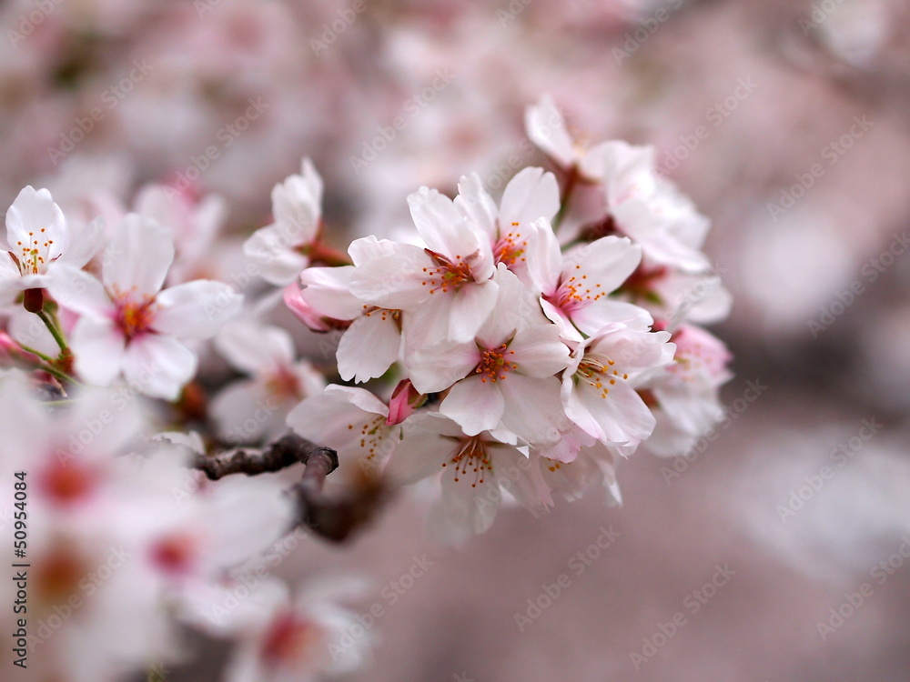 Beautiful sakura cherry blossoms in full bloom close up Beautiful sakura cherry blossoms in full bloom close up