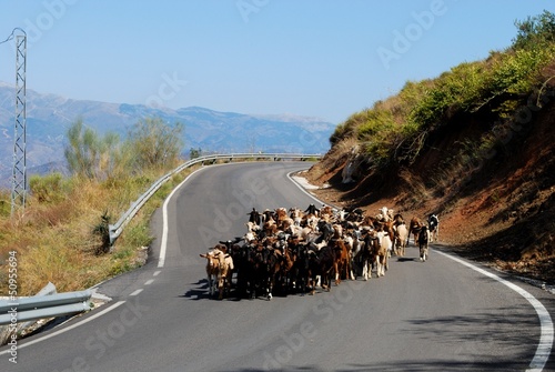 Goatherd, Andalusia, Spain © Arena Photo UK photo