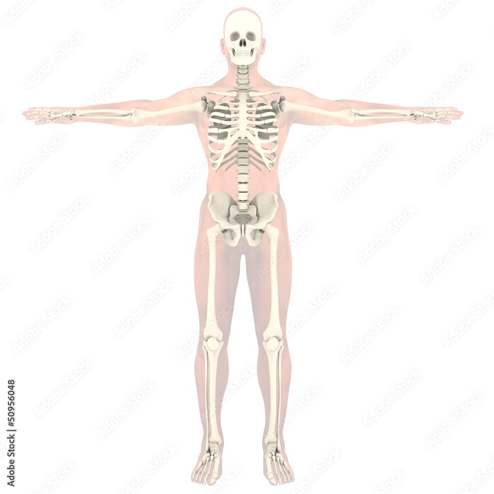 Transparent skeleton