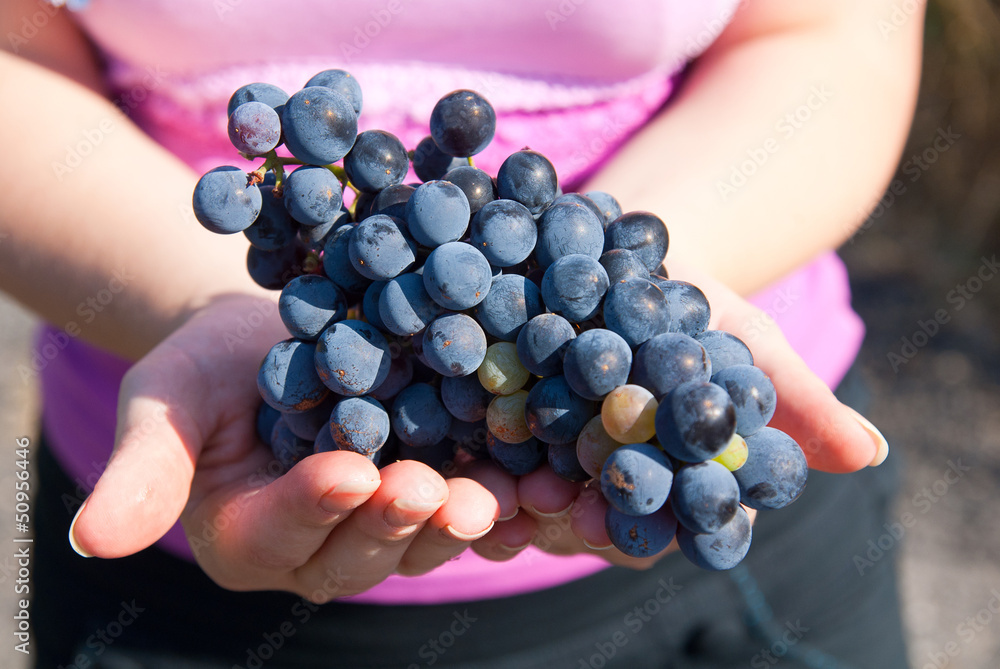 Black grapes in hands