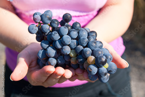 Obraz na płótnie Black grapes in hands w salonie