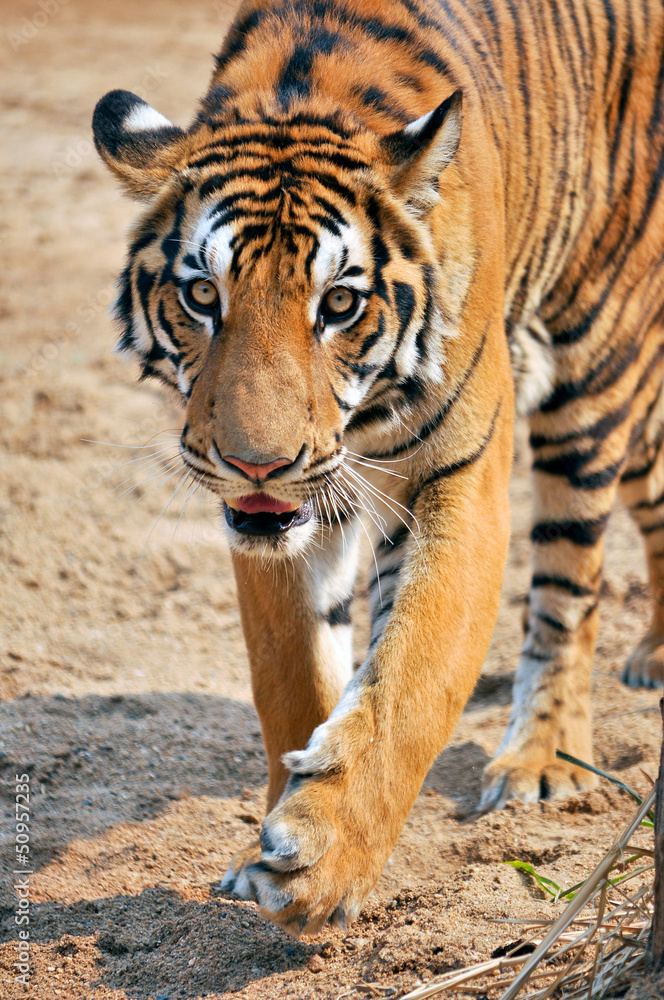 Naklejka premium Bengal Tiger