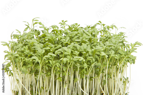 Fresh garden cress  LEPIDIUM SATIVUM 