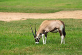 Gemsbok or gemsbuck (Oryx gazella) eating grass in a meadow