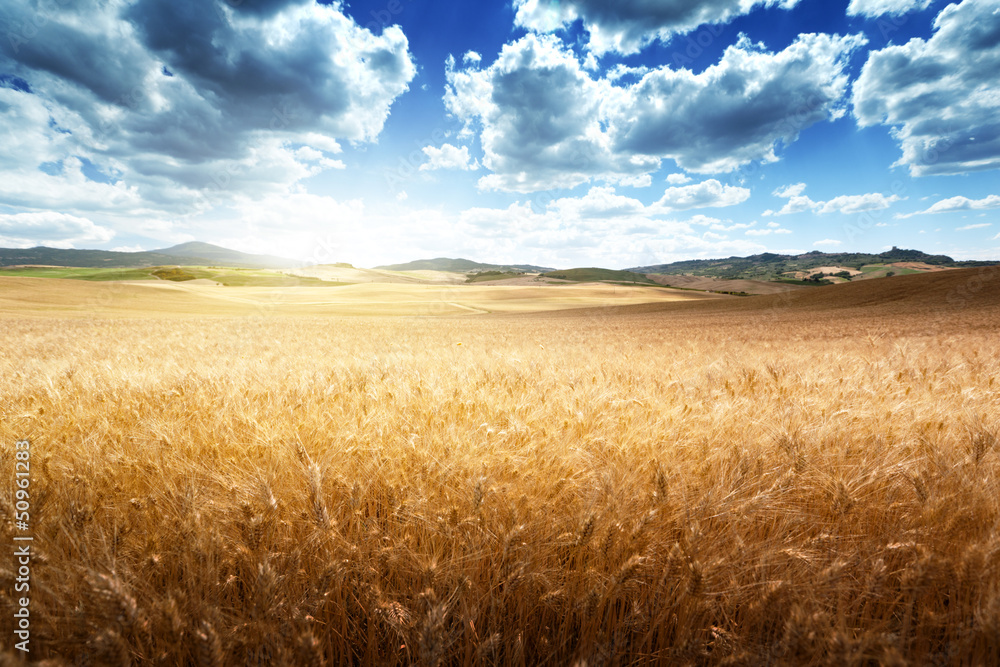 Obraz premium barley hills Tuscany, Italy
