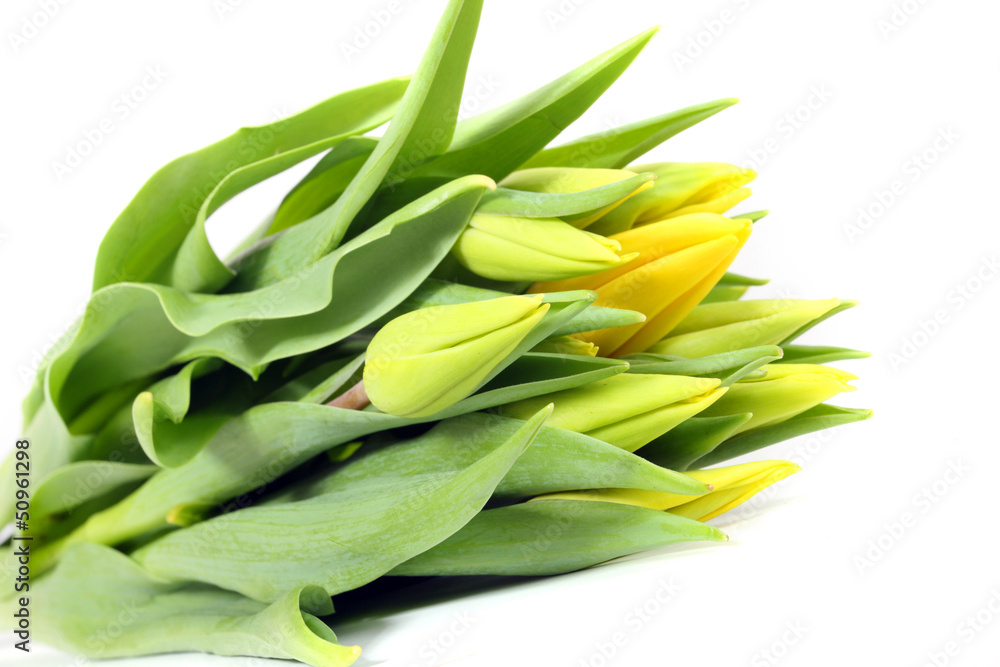 Obraz premium gelbe Tulpen,