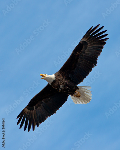 Screaming Bald Eagle soars overhead