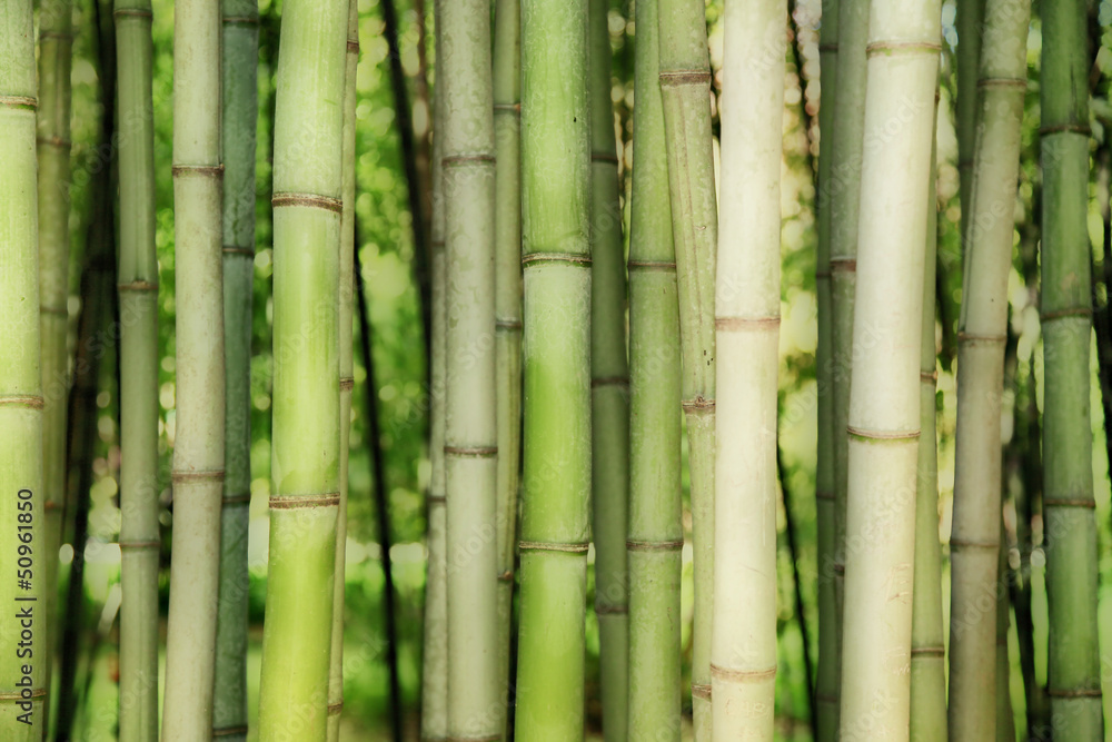 Fototapeta premium les bambous