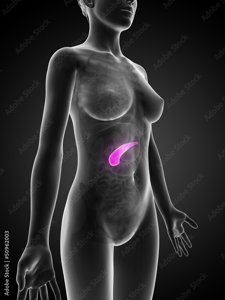3d rendered illustration of the female anatomy - pancreas 3d rendered illustration of the female anatomy - pancreas
