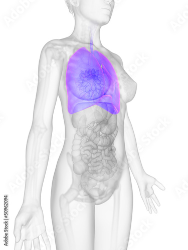 3d rendered illustration of the female anatomy - lung