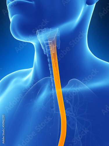3d rendered illustration of the esophagus