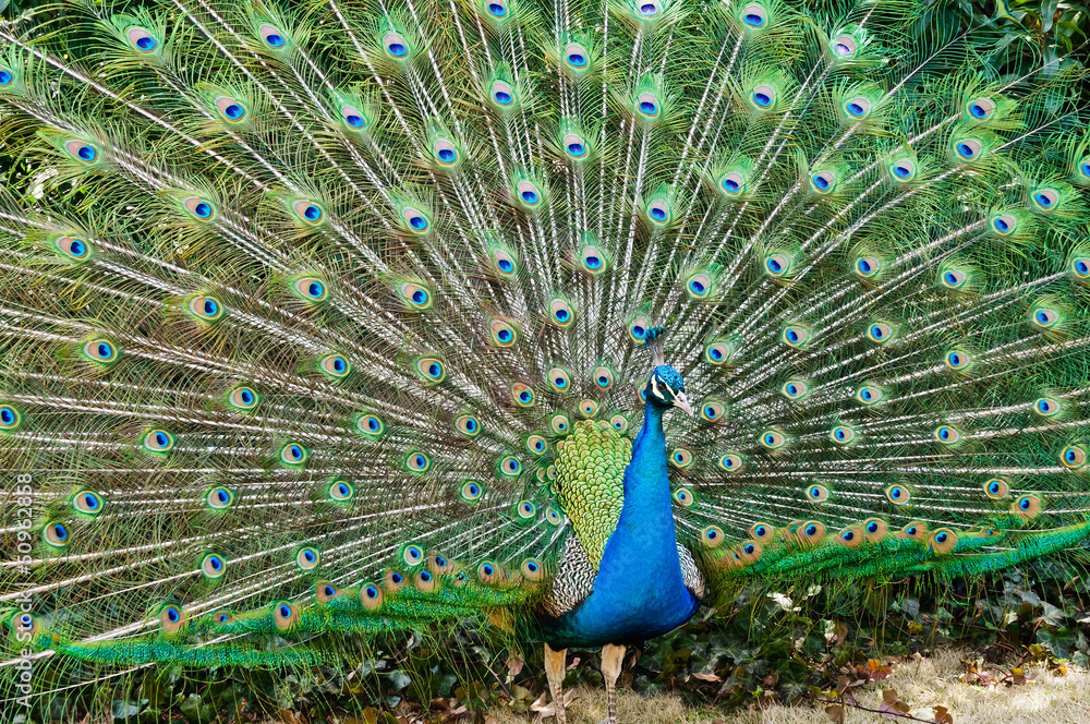 Obraz premium peacock