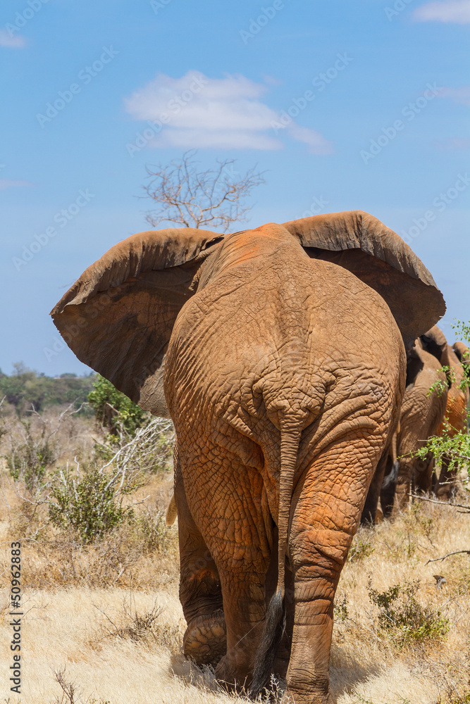 Naklejka premium rear view of an elephant