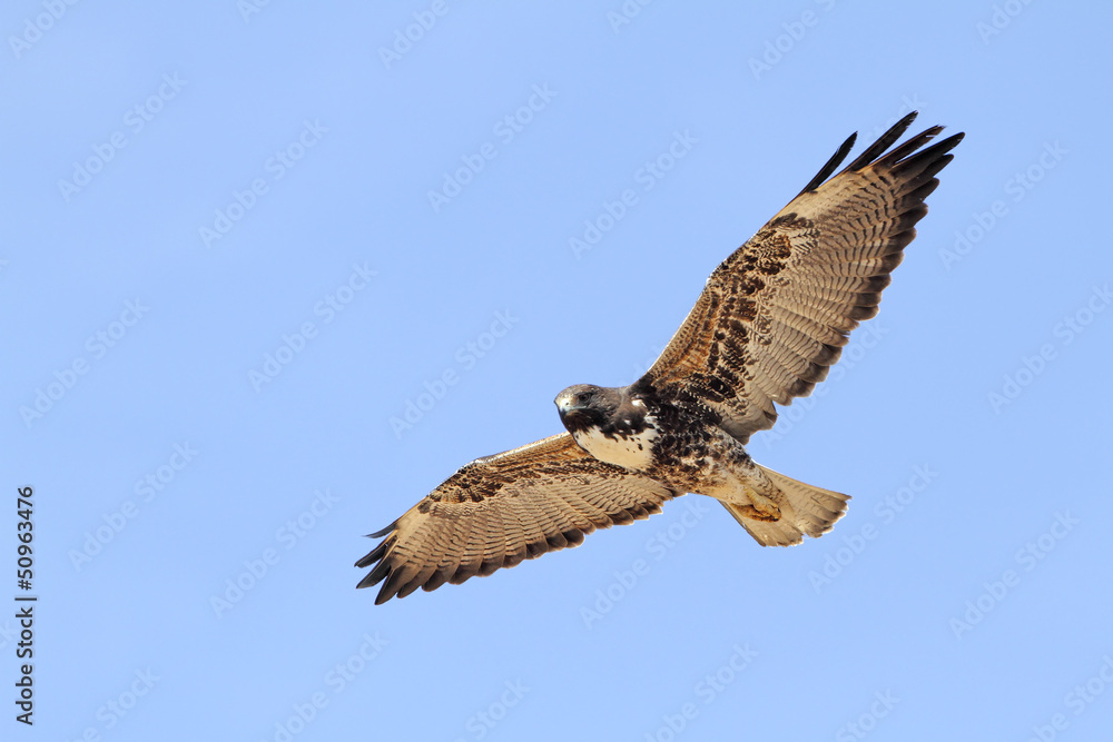 Fototapeta premium White-tailed Hawk in Flight- Texas