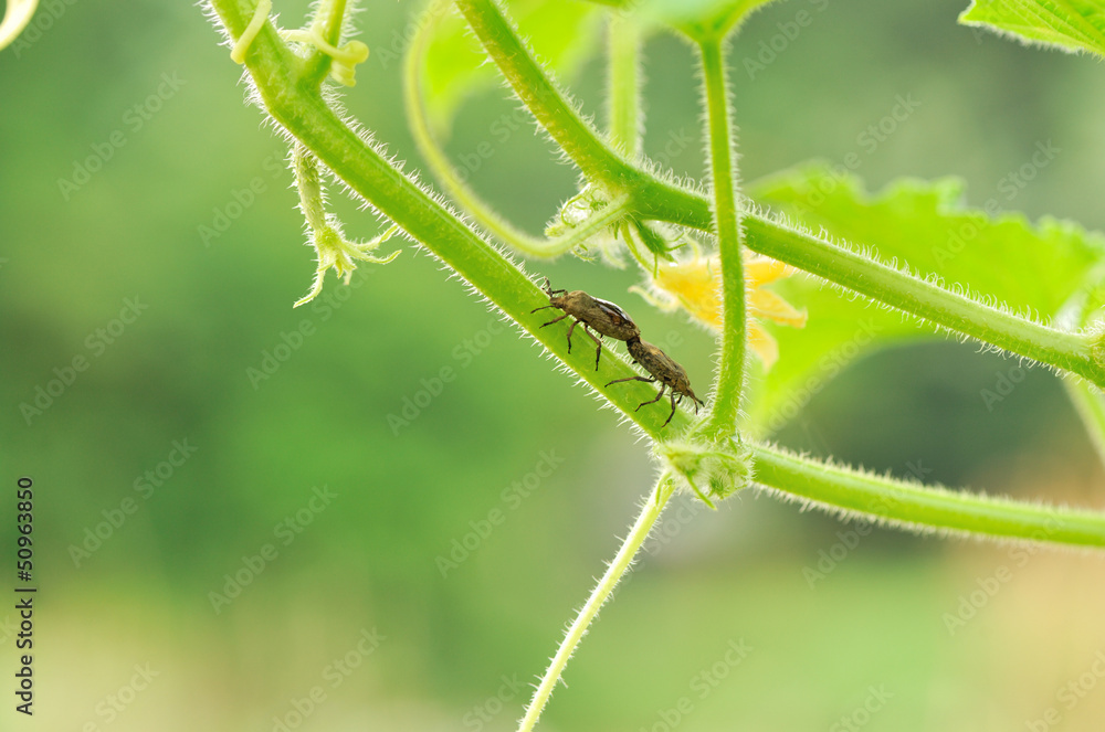 insect in cucumber vine