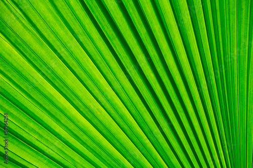 Green palm tree leaf for background