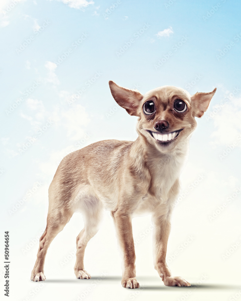 Funny dog portrait