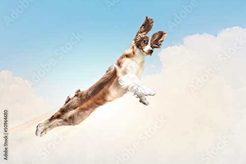 Fototapeta Naklejka Na Ścianę i Meble -  Basset hound flying between the clouds