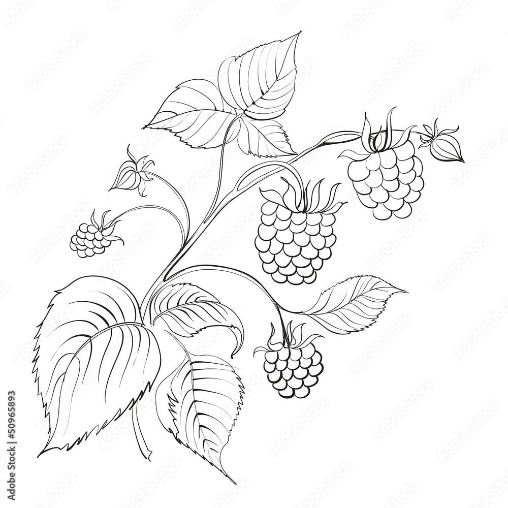 Raspberry branch Raspberry branch