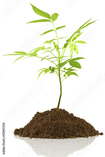 Wallpaper Mural arbrisseau, prunier de cythère, évi, Spondias dulcis Torontodigital.ca