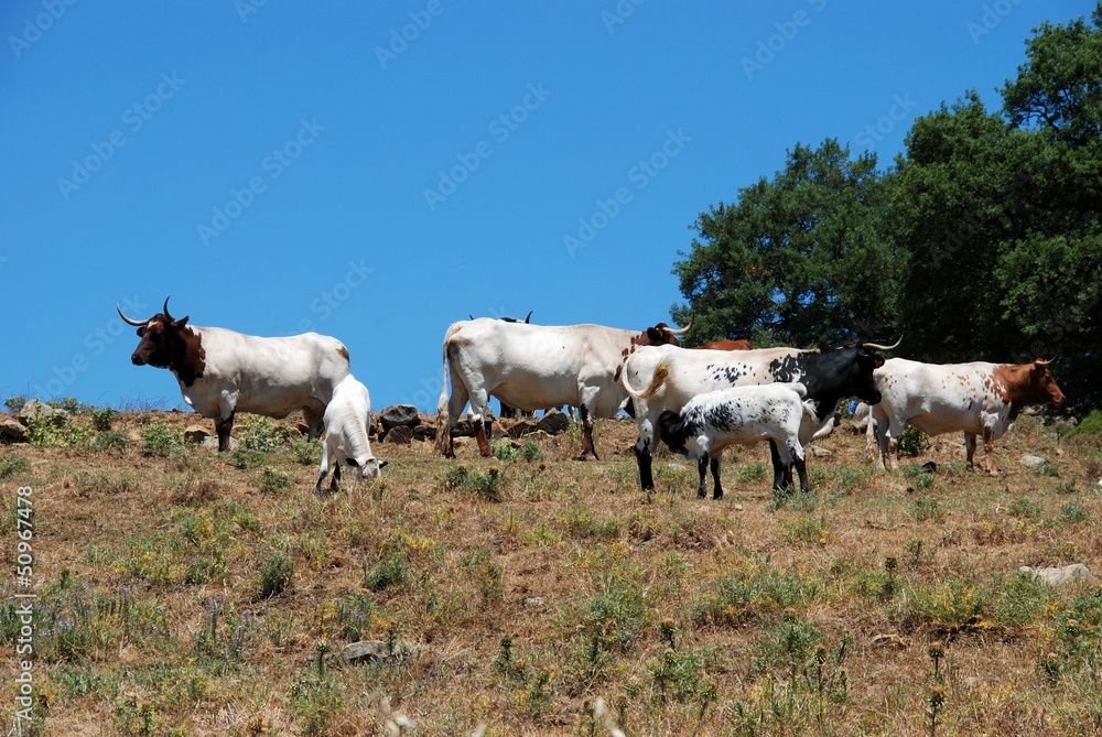 Cattle in field, Andalusia, Spain © Arena Photo UK Cattle in field, Andalusia, Spain © Arena Photo UK