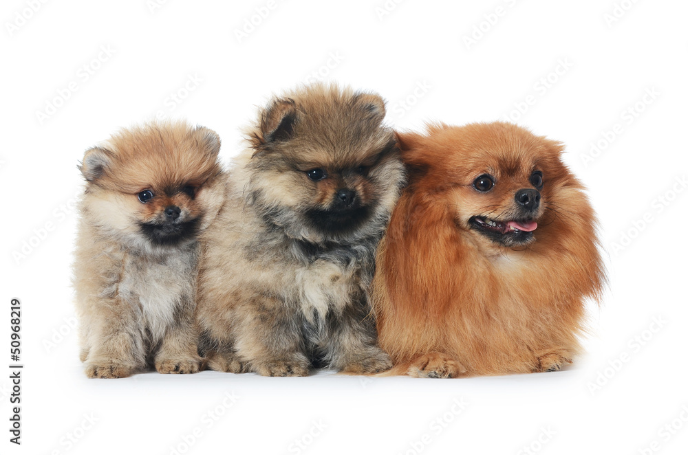 Spitz puppy isolated on white background Spitz puppy isolated on white background