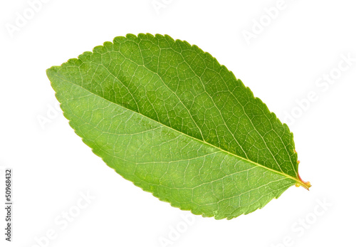 Green leaf of apple-tree