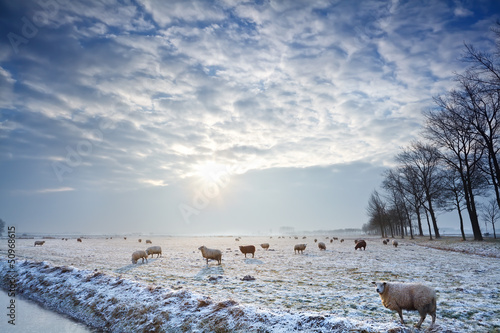 sunbeams over winter pasture with sheep photo