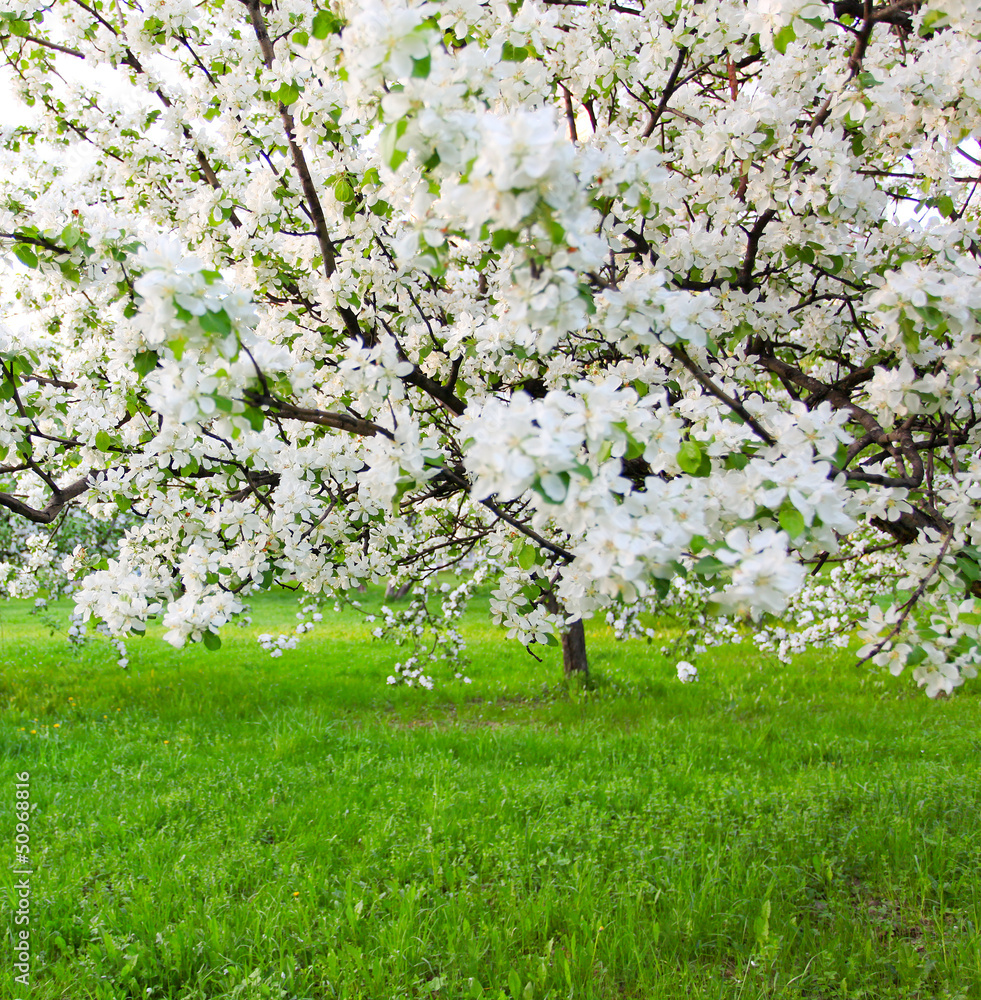 Obraz premium Kwitnące jabłonie nad błyszczącym niebieskim niebem w wiosna parku