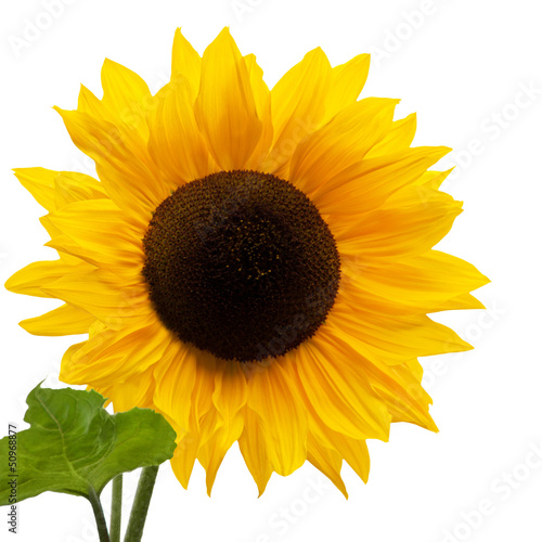 Fototapeta Naklejka Na Ścianę i Meble -  Sonnenblume