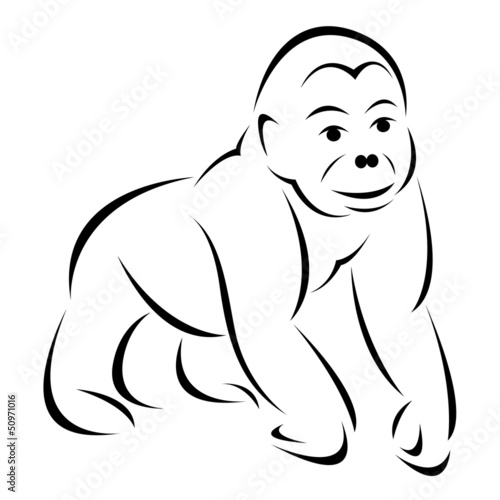 Vector image of an gorilla on white background