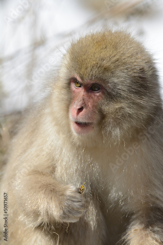 Snow monkey © kojihirano