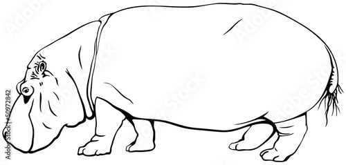 Hippopotamus or hippo