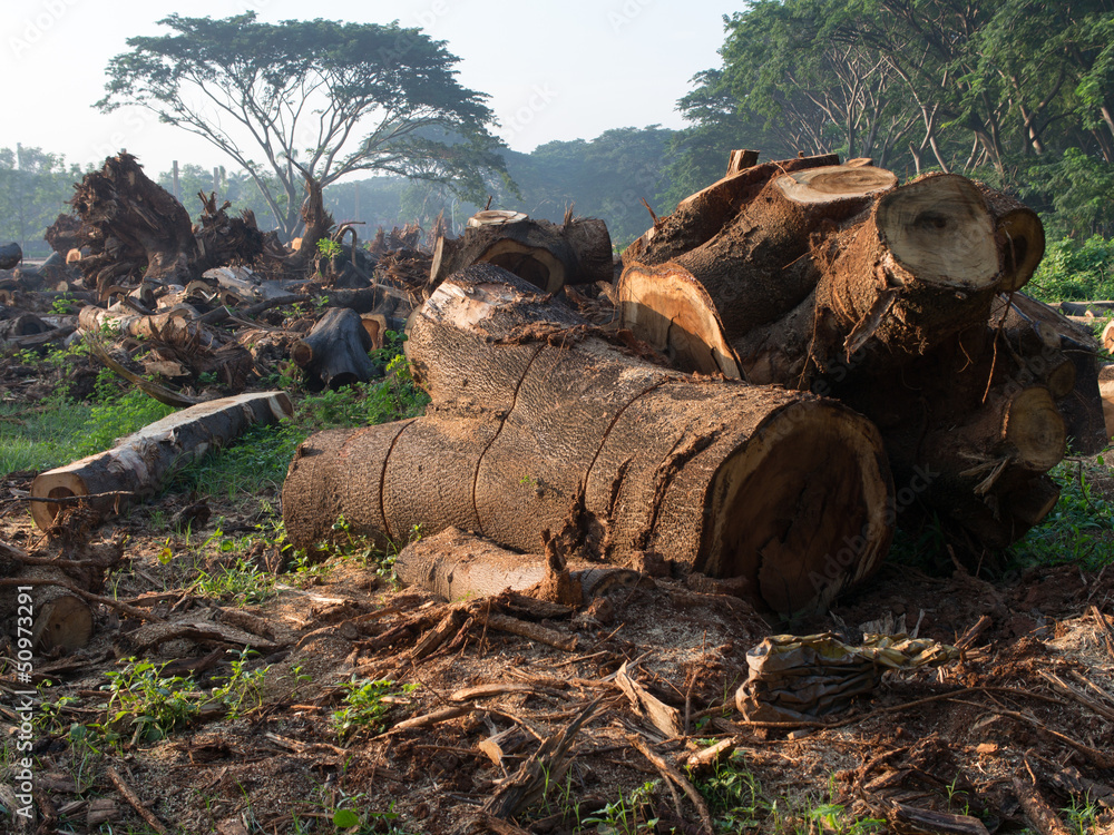 Fototapeta premium Tree choped 2