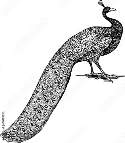 peacock