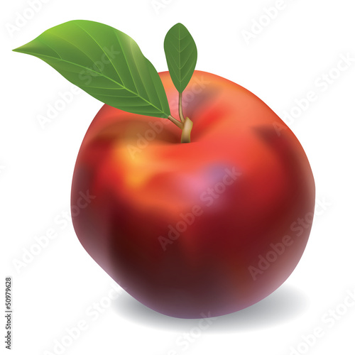 vector nectarine isolated on white background