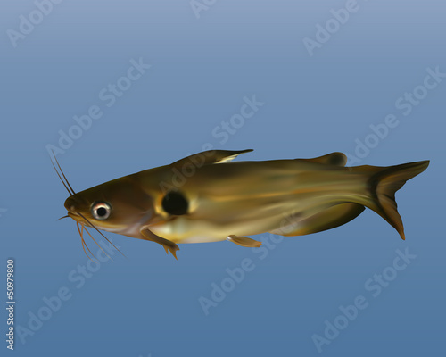 catfish