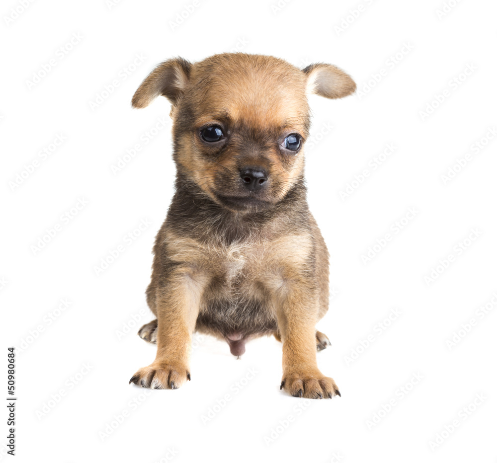 Chihuahua Chihuahua