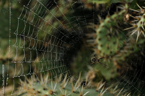 Spider cobweb in the morning at california kaktuses